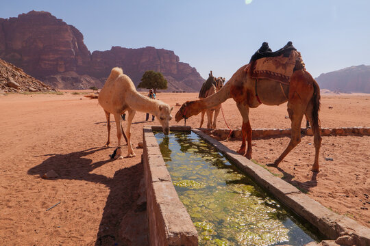 Kamele an einer Wasserstelle auf einer Trekking Tour im Wadi Rum eine gesch&uuml;tzte W&uuml;stenwildnis im s&uuml;dlichen Jordanien.
