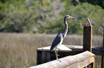 Egret resting on boardwalk at marshland Florida, USA.