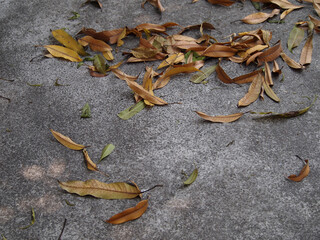 Dry leaves lying on the ground. Dry leaves.