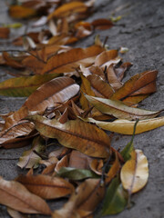 Dry leaf on ground. The leave tree falling on autumn on summer. Dry leaves, selective focus.