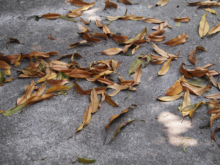 Dry leaves lying on the ground. Dry leaves.