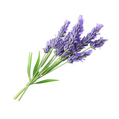 Fototapeta premium PNG lavender flower isolated transparent background