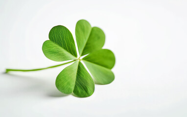 Clover isolated on white background, St. Patrick's Day symbol with copy space
