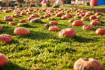 Rural landscape with orange pumpkins on grass field in fall season. Front view of shaped butternut...