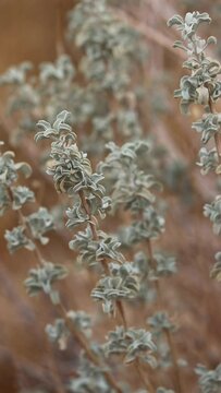 Salvia Dorrii Variety Dorrii, a native monoclinous shrub displaying opposite conduplicate shallowly crenate spatulately oblanceolate leaves during Autumn in the Little San Bernardino Mountains.