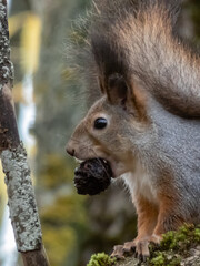 Close-up of the Red Squirrel (Sciurus vulgaris) with winter grey coat sitting on a big tree branch and holding in mouth a nut in autumn