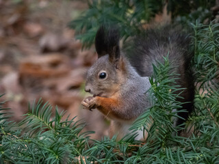 Close-up of the Red Squirrel (Sciurus vulgaris) sitting on branches of English or European yew (Taxus baccata)