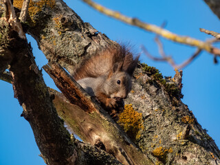 Close-up of the Red Squirrel (Sciurus vulgaris) with winter grey coat sitting on a tree branch and eating a nut in autumn