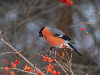 Eurasian bullfinch (Pyrrhula pyrrhula) sitting on branches of guelder rose (Viburnum opulus) and...