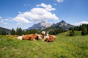 Fototapeta na wymiar Fleckvieh - Kühe liegen entspannt auf einer grünen Alm mit einem majestätischen Gebirge im Hintergrund