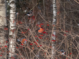 Eurasian bullfinch (Pyrrhula pyrrhula) sitting on branches of guelder rose (Viburnum opulus) and...