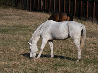 White horse grazing and eating grass in pasture in spring