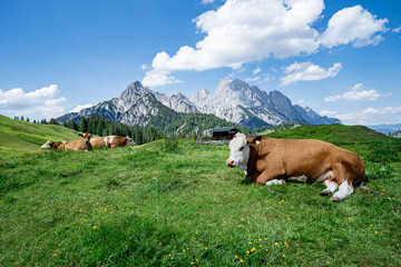 Fototapeta na wymiar Fleckvieh - Kuh liegt entspannt auf der grünen Litzlalm mit einem imposanten Gebirge im Hintergrund.