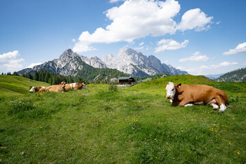 Fleckvieh - Kuh liegt entspannt auf der grünen Litzlalm  mit einem imposanten Gebirge im...