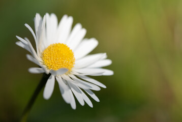 Fototapeta premium Close-up of a white daisy in spring. The yellow pollen is clearly visible. The background is green. The sun is shining. There is space for text.