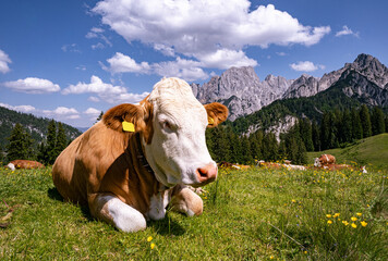 Fleckvieh - Kuh liegt entspannt auf einer grünen Alm mit einem imposanten Gebirge im Hintergrund, Nahaufnahme.