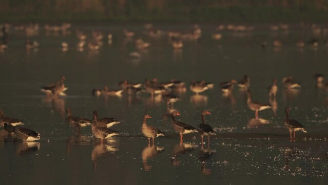 A flock of greylag goose or graylag goose (Anser anser) standing on a mudbank in the morning light