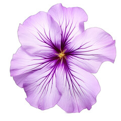 violet flower isolated on transparent background cutout