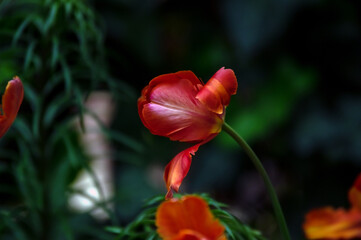 Czerwony tulipan kwiat na ciemnym tle. - 703547813