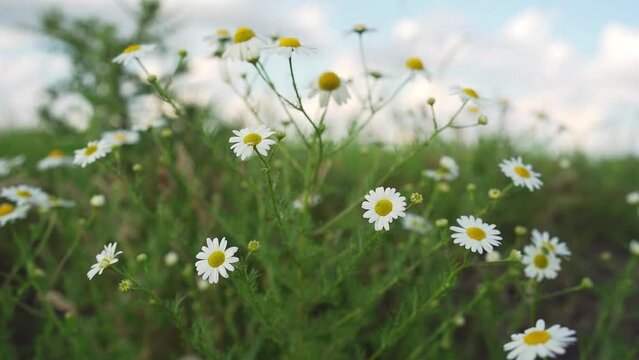 Close up view of beautiful common daisies in green meadow under blue sky