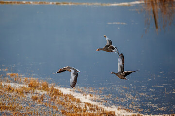 Three wild geese in flight