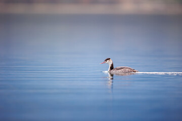 One great crested grebe swim in middle of the lake