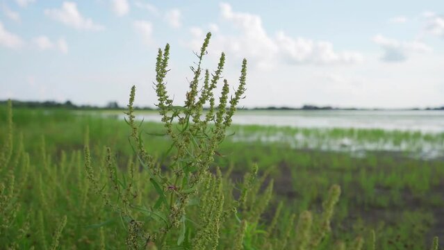Close up view of rumex growing on a meadow on a shore of a lake