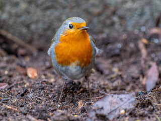 Rotkehlchen im Garten