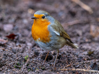 Rotkehlchen im Garten
