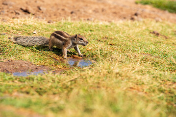 Close up of squirrel on Fuerteventura island