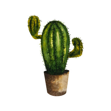 Watercolor illustration of a cactus in a brown pot. Homemade green flower with needles. The illustration is drawn by hand. Can be used for your design cards, stickers, scrapbooking, posters, prints