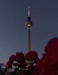 Berliner Fernsehturm amongst roses © Antony