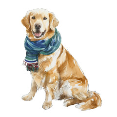 cute golden retriever dog wearing scarf, graphic resources with transparent background, animal watercolor drawing