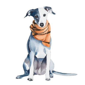 recommend clip art: cute Italian Greyhound / whippet dog wearing scarf, graphic resources with transparent background, animal watercolor drawing