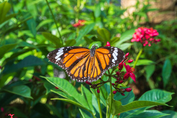 Fototapeta premium A close up of Danaus Genutial butterfly on cotton leaved jatropha flower with blurred green natural background