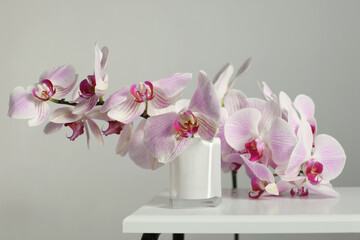 Pink phalaenopsis orchid flower in bowl on beige. Minimalist art still life. Light and shadow...