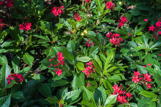 A group of cotton leaved jatropha flower in the garden with morning sun light