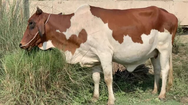 Cow are grazing. Female cow eating Grass in a village Layyah. Amazing milk cows eat a grass. 4K Footage
