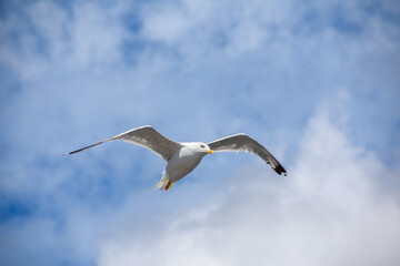 seagull bird with open wings in the blue sky