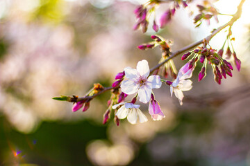 Beautiful pink cherry blossom trees sakura flowers