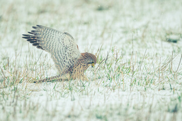 Turmfalken im Schnee