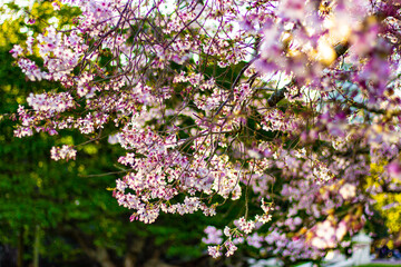 Beautiful pink cherry blossom trees sakura flowers