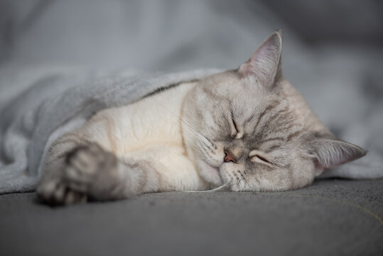 Adorable Cat Snuggled Beneath a Cozy Blanket, Dreaming in Peace