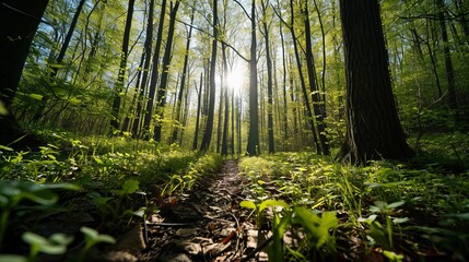 Obraz premium footpath in the green forest in the spring, summer, hiking, trekking