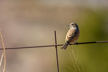 House bunting (Emberiza Sahari) perching