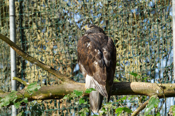 Golden hunter is waiting for ther target