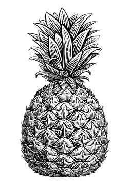Pineapple sketch. Tropical summer fruit in vintage engraving style, hand drawn illustration