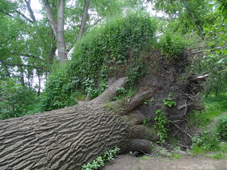 Fallen tree