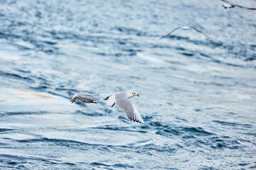 birds on the sea and on lights in turkey