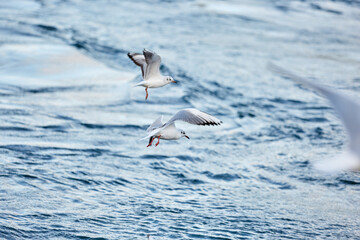 birds on the sea and on lights in turkey